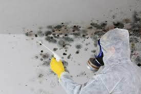 Best Mold Documentation for Insurance Claims  in Hamburg, NJ